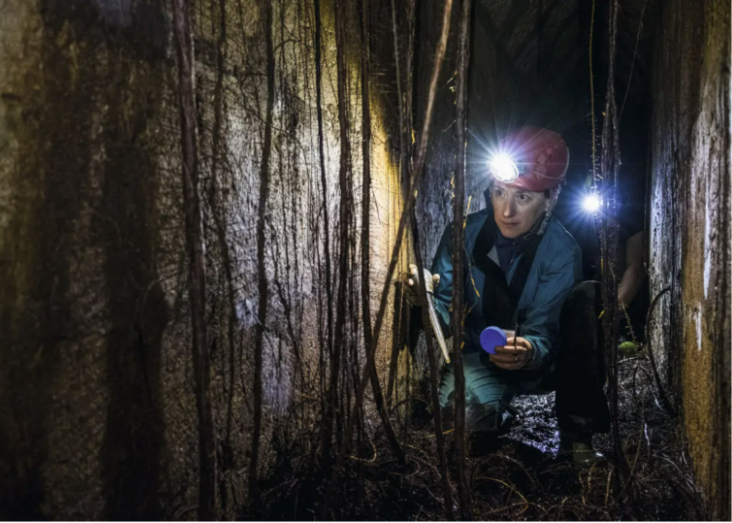 Cave fauna beneath our feet